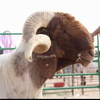 غنم نعيم صنف (@n3aim2) 's Twitter Profile