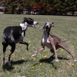 DolphyGrant's profile picture. freelanceのRecordingEngineerです。