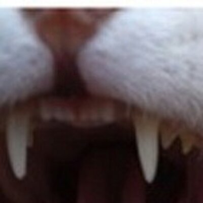 t116x819e's profile image
