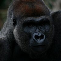 Suzanne Martin (@andhabandar) 's Twitter Profile Photo Suzanne Martin (@andhabandar) 's Twitter Profile Photo