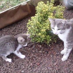 the_dilan's profile picture. 