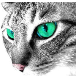 asdwpro1's profile picture. 