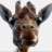 adriansarosi's profile image