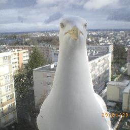 lepapeyvonne1's profile picture. 