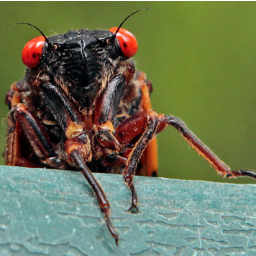 17Cicada's profile picture. I'm a 17-year cicada. I hate birds.