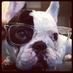 Manny The Frenchie (@FrenchieManny) Twitter profile photo