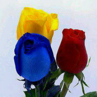 mary_dimauro's profile picture. 