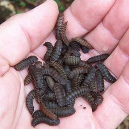 Jerry_BSF_blog's profile picture. I've been culturing black soldier flies since 2007 and maintain a blog and a forum dedicated to BSF.