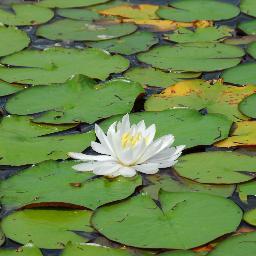 DonnaZobel's profile picture. 