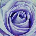 megan sell - @megansell1 - Twitter