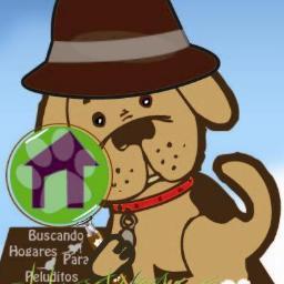 PetsHomeFinder's profile picture. Llegará un día en que los hombres como yo, verán el asesinato de un animal como ahora ven el de un hombre. Leonardo da Vinci...