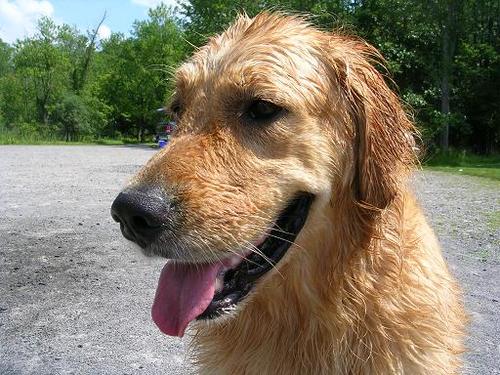 Life and times of a 3 year old Golden Retriever named Harley.  I love to run, roll in grass and snow, and eat just about anything!