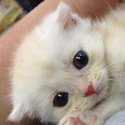 癒しのLOVEにゃんこ！（猫画像＆動画）さんのプロフィール画像