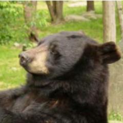 just a bear, dealing with life. legalize greens pliz.