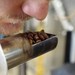 Coffee roasters, green buyers, cup tasters, espresso pullers and drip brewers.  130 Anderson St, Ottawa.