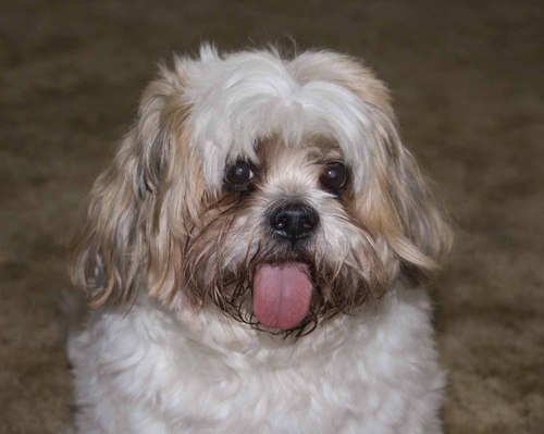 mydogaugie's profile picture. 