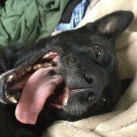 BooDog (@max28er) 's Twitter Profile