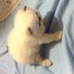 drsharoneve's profile picture. Am Yisrael Chai.