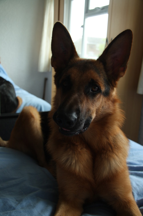 germanshepherd8's profile picture. 