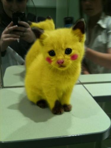 soy muy kawaii (hadorable)