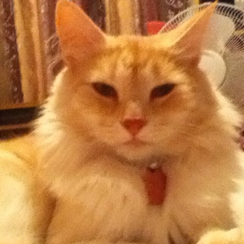no matter how unwell i get never letting a sick day get me down chilling with my kitty an bunny