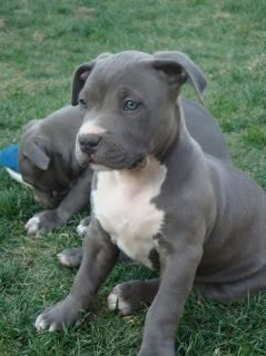 American bully and pitbull puppies breeder http://t.co/fyHpjtc9qW Worldwide shipping is available! # 1 pitbull and american bully breeder and exporter!