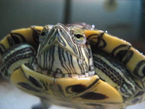 Yes, I'm a turtle.  Yes, I blog.