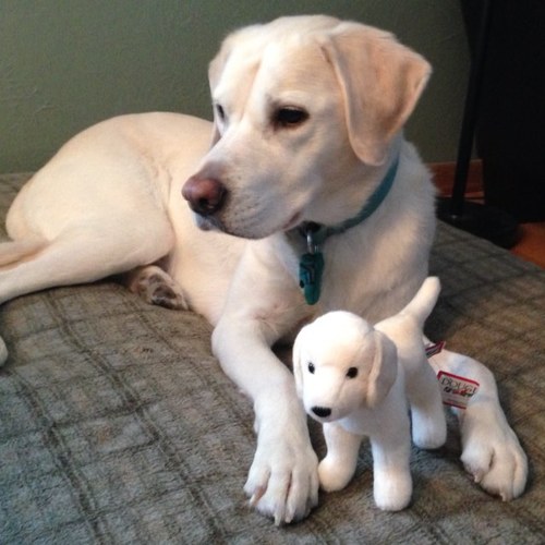 Manager of Legislative Affairs, Minnesota Medical Association. Dog person. Native Sconnie.