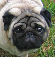 Pugs Com