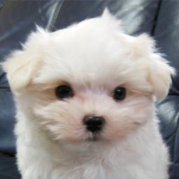 犬が大好きで、現在マルチーズ2匹。政治・経済興味あり。相互フォロー99%、相互フォロー大歓迎です。よろしくどうぞ。