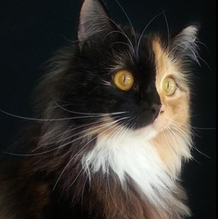 I'm a StarClan warrior. I have fulfilled my prophecy: the snarling rust will kill the fluffy poppy. I saved my clan. I watch over my family from StarClan