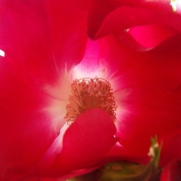 CatrionaMcLeod1's profile picture. Dreamer, schemer; grower of flowers and ideas; plotter and planner; writer, reader, finder, seeker. Existing at present in gratitude.