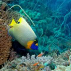 SeptiSeptiretna's profile picture. 