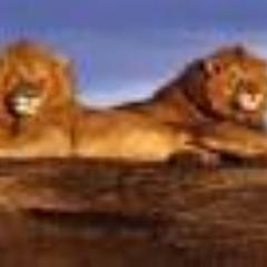 Panoramasafaris's profile picture. Adventure Panorama Safaris offers exciting Kenya budget safaris and  Tanzania adventure tours, visiting the most sort after adventure destinations in Africa.