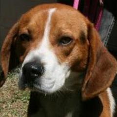 PAWSofRC's profile picture. Pets Are Worth Saving (PAWS) of Rutherford Co, NC is a 501(c)3 org practicing the No-Kill Equation to stop the killing of pets merely because they are homeless.