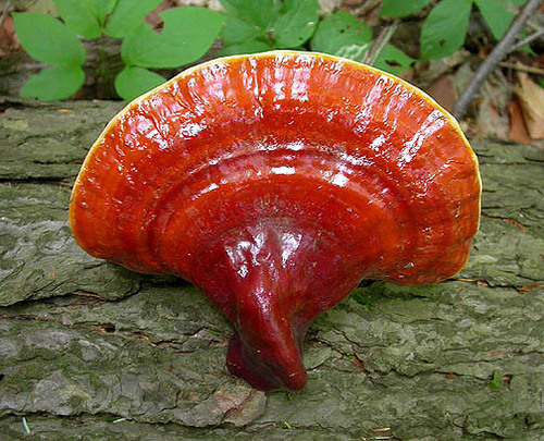 GanodermaReishi's profile picture. http://t.co/7o0NC531yi Questa è una pagina divulgativa sulle proprietà medicinali del Ganoderma Lucidum Reishi.