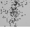 Daniel Henk - @Bath_Mycology - Twitter