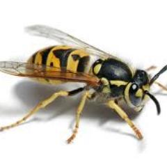 wronged_wasp's profile picture. 