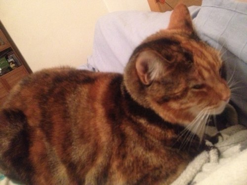 Pet sitter based in Battersea. Batterseapets@gmail.com @vintageverona
