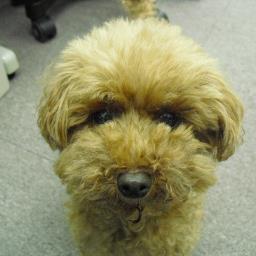はじめまして。栃木県在住の愛犬家です。ゴルフと釣りが趣味です。ただしどちらも普通以下の腕前ですが (^-^; 飛行機（お気に入りはＢ７４７/Ａ３８０/ＭＤ-１１です!!）を見ることも大好きです。珈琲好きでもあります。。