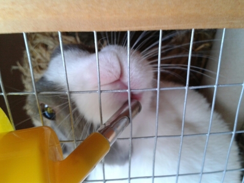 Small animal boarding in Hampshire catering for rabbits and guinea pigs. Call Lucy on 07949 590 487