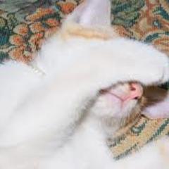 Nmaku belangs . Aku kucing kampung yang jadi rumahan :D
