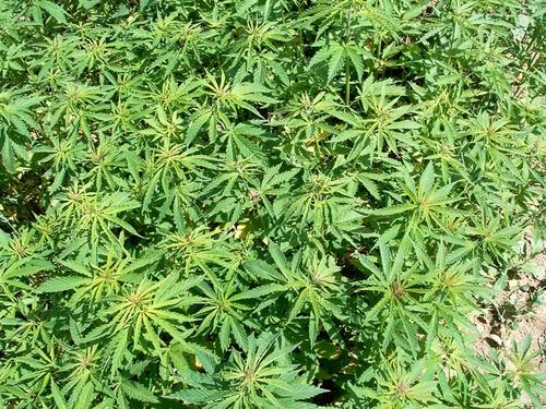 HempSavvy's profile picture. Hemp Industrialist pursuing growing and processing opportunities.