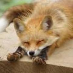 キツネ画像集 Foximagecollect Twitter