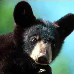 GainesvilleBea1's profile picture. I'm a bear