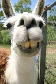 im a person who thinks he is a llama
