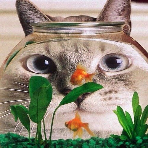 冷めた目で世の中を眺めつつ、雑種猫♀とともに茫漠とした時をただ過ごす日々。好きなもの：お笑い、ネットサーフィン、読書、英語、漫画、猫、麺類。バイオリズムの浮き沈みに支配され中。NO WAR.