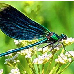 R_Hackney's profile picture. Director, Planning and Events (CPE), Government of Alberta.