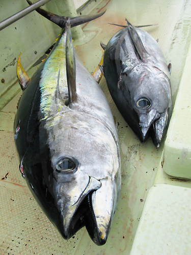 turibakajun's profile picture. 釣りとバイクが好きな順平です、宜しくお願いします(^o^)釣りは磯を中心に船釣りも好きです。バイクはXR250    マジェ150、YZ250FXを、所有しています♪