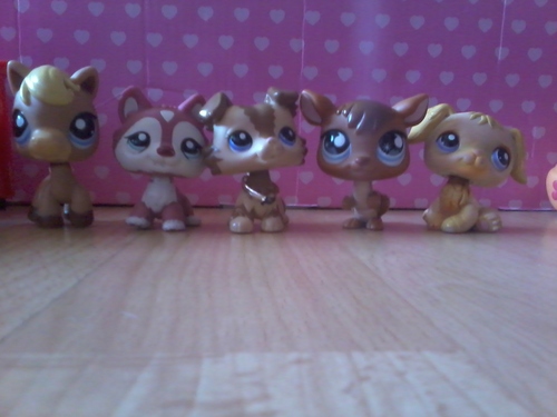 I am lpsblackdalmation am on youtube I am a single lps I am 18 I love lps and everythings girls like bye